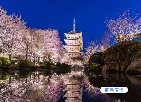 跟團即食行樂♯賞櫻百選夜櫻京阪5日米其林料理.螃蟹吃到飽.和服體驗.夜櫻東寺.夢幻粉櫻背割堤.蹴上鐵道.水上巴士.清水寺(泰越捷)