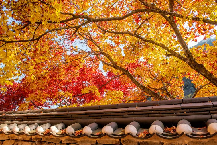 【真航假期|楓紅釜慶5+1日(不走人蔘、保肝)】~韓式汗蒸幕、佛國寺、長安寺、梵魚寺、金井山纜車、LUGU滑車、海岸列車