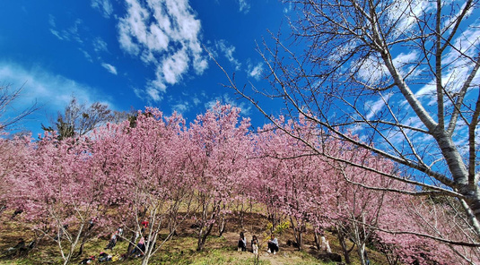 櫻花季新竹司馬庫斯.新光部落2天