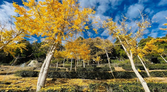 清境草原+日月潭雲品．紅玉紅茶 豐富3天