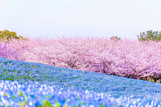 福岡粉蝶花&鬱金香嘉年華｜絕美花海公園×A5和牛燒烤×三大蟹吃到飽溫泉五日～湯布院‧柳川遊船‧太宰府(福岡進出-星宇)