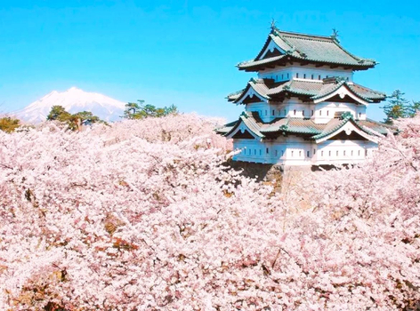 【東北櫻物語】角館枝垂櫻.弘前城櫻吹雪.津輕櫻花鐵道.奧入瀨溪.十和田官廳.燒肉放題.名湯雙溫泉 4天