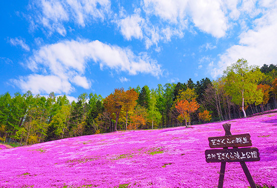 北海道櫻花精選~櫻花隧道．芝櫻、鬱金香公園．三溫泉五日