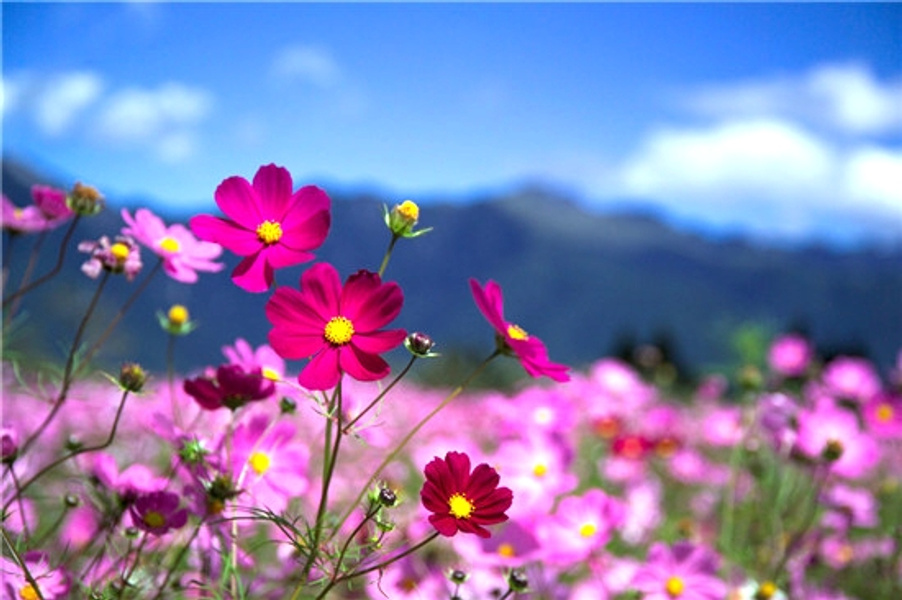 巴士旅遊 台灣觀光巴士 國內包車旅遊 Eztravel易遊網