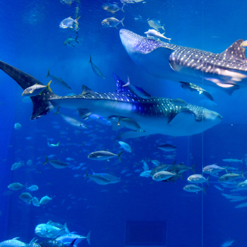 【樂享沖繩４日】湛藍古宇利島、鐘乳石玉泉洞、美麗海水族館、AEON永旺來客夢、PARCO CITY[含稅簽]