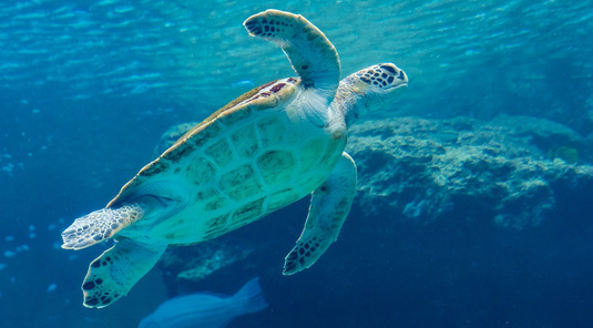 華航趣沖繩4日.世界最美之海水族館.星野下午茶.漁市場海鮮好食‧購物趣(贈送一日單軌電車卷)