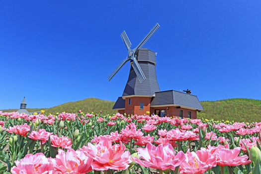 跟團即食行樂♯【北海道道東花海５日】保住兩晚溫泉、芝櫻公園、浪漫鬱金香、旭山動物園、歐風小樽、螃蟹溫泉[含稅簽]