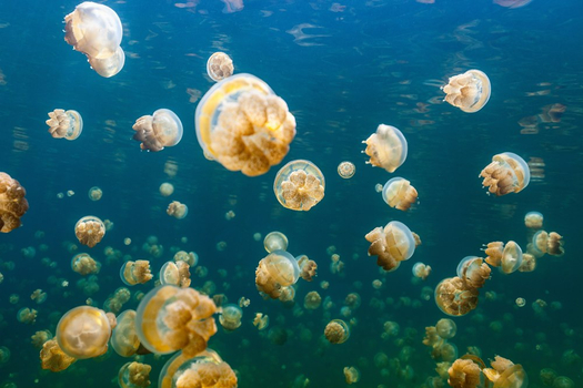 低價來襲♯特選帛琉．帛琉愛萊森林度假村4天(兩次出海)