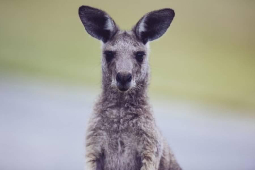 【澳洲每月搶好康】天堂鄉農莊、生態雨林、雙城渡輪、黃金海岸7日