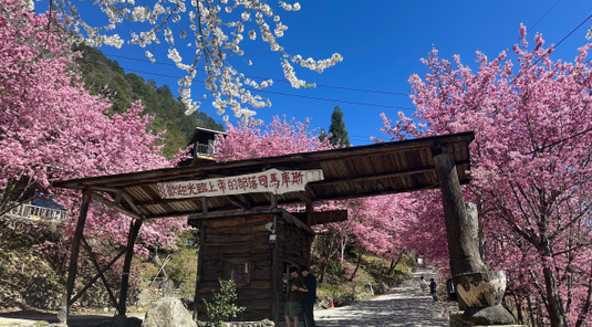 【新竹】司馬庫斯星空露營