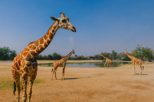 親子同樂會♯《親子樂園》泰愛北碧5日-大象營.北碧府野生動物園與長頸鹿有約.網紅咖啡廳(北碧2晚)