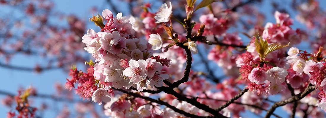 預計花期：1月~3月