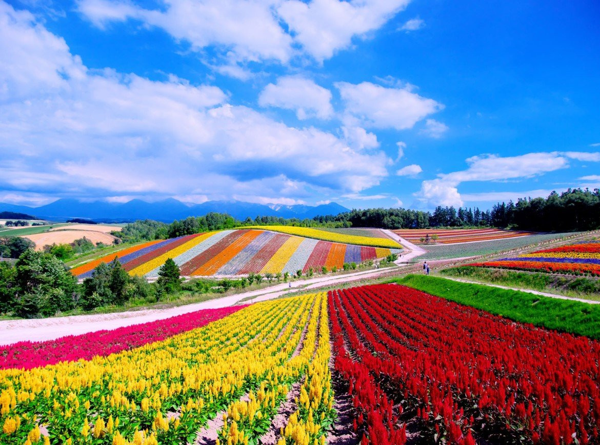 夏日紫戀薰衣草♯【紫愛北海道】夏日六大體驗.富良野薰衣草x美瑛遊園車x夢幻熱氣球.旭山動物園.洞爺花火x採果.三大蟹放題.三溫泉5天