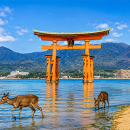 晚鳥俱樂部♯秋季精選超值四國瀨戶海 4 日|嚴島神社、皮克敏公園、道後溫泉、金刀比羅宮、倉敷美觀、龜老山展望台