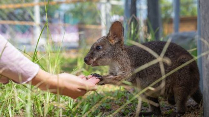 ▼與可愛動物互動餵食