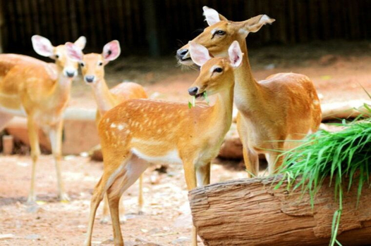 年終揪團特賣♯泰好玩曼谷芭達雅雙城五星5日(6人成行)