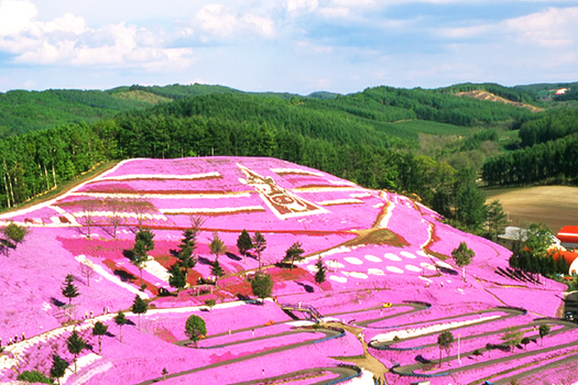 跟團即食行樂♯花戀北海道三溫泉5日 |東藻琴芝櫻、上湧別鬱金香花祭 、音更時計台、小樽手宮公園春櫻、阿寒湖遊船 、夢幻摩周湖