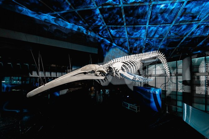 ▼ 全臺首座藍鯨骨骼標本展示『巨鯨之路』感受牠透過每塊軀骨訴說的生命故事，同時讓我們思考如何維護海洋的永續發展，共同邁向永續海洋的美麗願景。