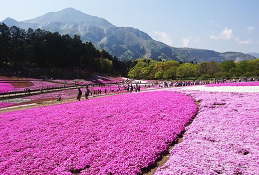 花現紫藤♯東京紫藤物語~足利紫藤.芝櫻之丘.海濱粉蝶.迪士尼雙溫泉六日