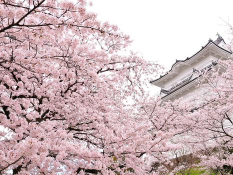 預約粉紅櫻花海♯櫻姿飛舞~東京橫濱百選櫻花祭 箱根富士山5日(成田/成田)百選櫻花新宿御苑、上野恩賜公園、隅田公園、千鳥之淵