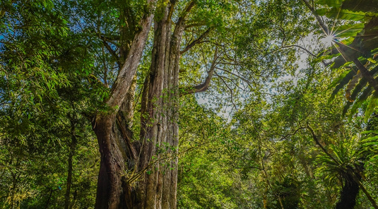 新竹司馬庫斯.新光部落2天
