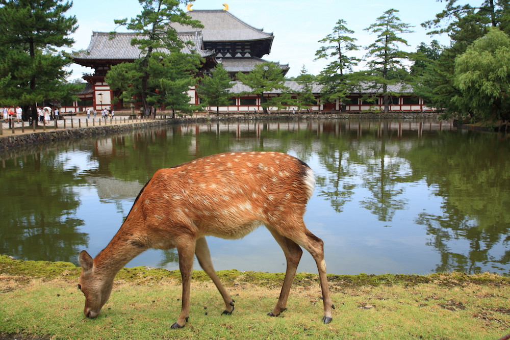 奈良公園旅遊指南 | 熱門景點資訊、交通地圖 | ezTravel易遊網