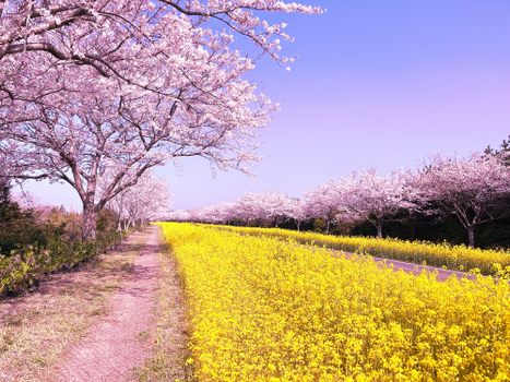 【真航易起飛．春櫻戀濟州4日】早去晚回、不進保肝、長田里櫻花隧道、春天最美鹿山路、浪漫鐵道自行車、苦盡柑來海女村、吉卜力松堂童話村