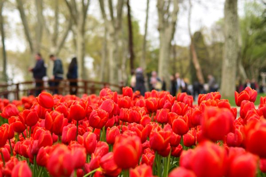 春季揪團省♯【花現土耳其、早鳥加購熱氣球】鬱金香花季、雪白棉花堡、古都布爾薩、伊斯坦堡舊城區10日