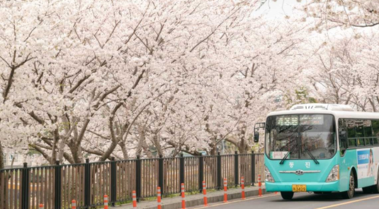 享戀濟洲超值賞櫻去~歐洲英式森林小火車.跆拳武藝秀.英式小火車5天