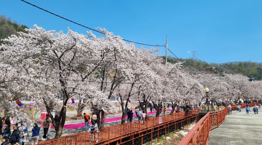 春櫻玩首爾5天~自由公園賞夜櫻、加平伊甸櫻花街★台中出發