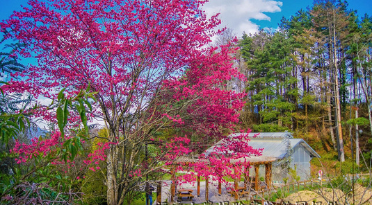 南投.花季繽紛福壽山+奧萬大+合歡山夕陽3天