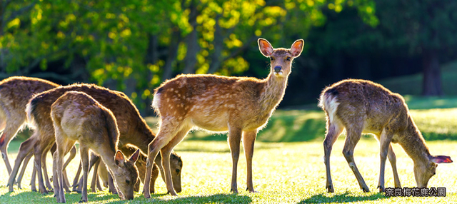 暢遊京阪神５日-átoa水族館、琵琶湖、宇治遊船、奈良小鹿斑比(台中出發)