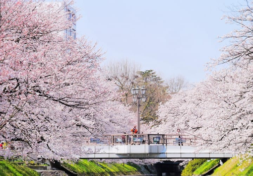 預約粉紅櫻花海♯易遊x星宇花見北陸5天．春日四重奏．松川遊船．足羽川河畔．足羽川河畔．合掌村．採果樂．兼六園．飛驒高山．溫泉飯店