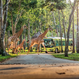富國星體驗4天~珍珠野生動物園、跨海纜車水樂園、地中海日落小鎮、歐風小鎮市集、升等一晚五星酒店