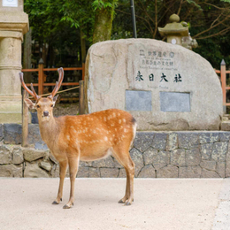 精緻假期~京阪神奈良門真購物廣場.世界文化遺產~春日大社.清水寺.大阪城公園.伏見稻荷大社+海鮮螃蟹國產牛吃到飽五日