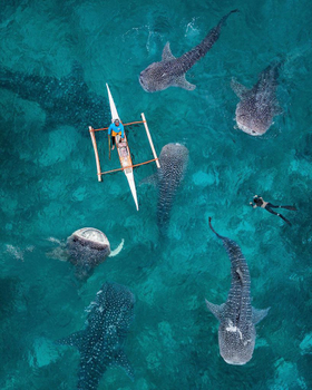 海島正熱♯促銷~超值宿霧+與鯨共游五日【6人成行】