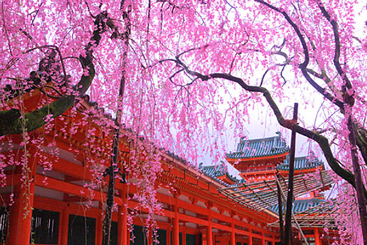 預約粉紅櫻花海♯關西三都櫻花物語～大阪．京都．奈良浪漫櫻紛飛五日