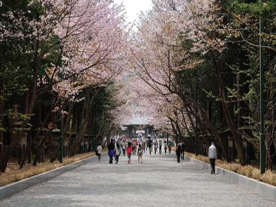 戀上粉紅櫻花海♯【北海道賞櫻趣 三溫泉美食5日】米其林函館山 企鵝遊行 登別櫻花隧道 賞櫻名所五稜廓公園