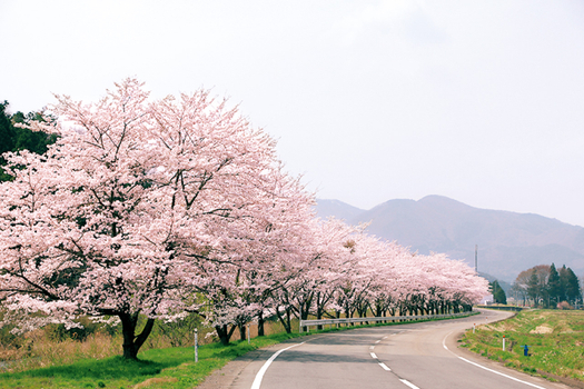 預約粉紅櫻花海♯【櫻情邀約北海道６日】函館米其林夜景、企鵝遊行、五稜廓櫻花公園、洞爺彩燈隧道、敘敘苑燒肉、螃蟹溫泉[含稅簽]