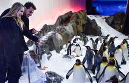 墨爾本海洋生物水族館「企鵝王國之旅」護照