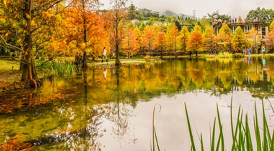 三峽大板根森林+船遊石門水庫3天
