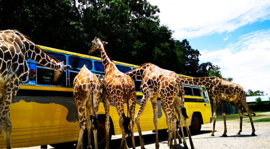 【泰國特賣會、破盤曼芭5日】綠山動物園長頸鹿餵食趣、泡泡瑪特旗艦店、爽泰莊園趣味8合1、粉紅沙灘下午茶、LV經典奇幻博物館、生猛流水蝦吃到飽
