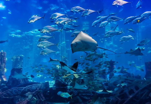 易起FUN寒假♯杜拜汶萊８天～亞特蘭提斯飯店、必比登餐廳饗宴、登哈里發塔、衝沙、羅浮宮、水鄉長鼻猴生態