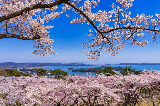 粉紅櫻花餘位搶♯東北春櫻花漾採果樂5日｜賞櫻百選～鶴舞公園、船岡城址公園、白石川堤千本櫻、觀音寺川櫻並木、大內宿、五色沼、會津鐵道、DIY採草莓 (潟 / 仙)