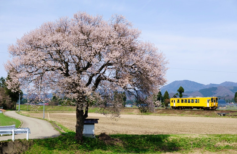 【東北櫻花百選.採果樂.奧入瀨溪5日】~秋田鐵道.嚴美溪.十和田遊船.銀山溫泉街.檜木內川堤