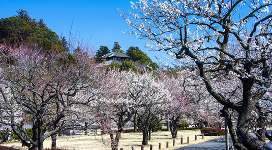 茨城偕樂園