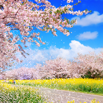 【季節限定】【不進人蔘保肝．花漾濟州５日】黃金油菜花海、典農路櫻花隧道、跆拳道秀、烤肉吃到飽[含稅]