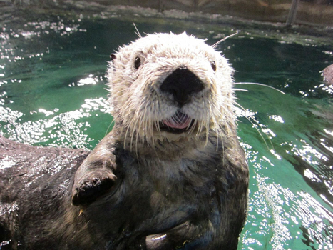暑假餘位揪團省♯熊愛星旅遊5日-海洋世界.九州自動物園.保住百選杖立肥前屋