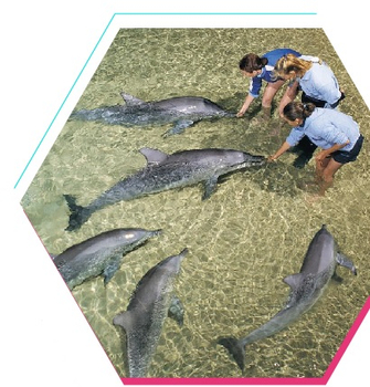 親子同樂會♯澳洲黃金海岸海豚島7日~親餵海豚、海洋世界、擁抱無尾熊之旅