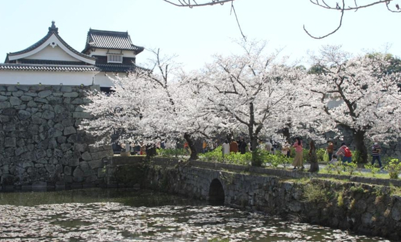 跟團即食行樂♯【九州親子趣賞櫻５日】叢林巴士、海之中道海生館、別府纜車、柳川搖船、九重夢大橋[含稅]